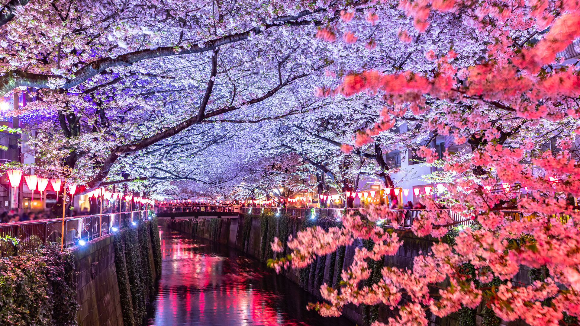  東京 中目黒 洗練された、トレンディな地域周辺、象徴的な桜の花見スポット